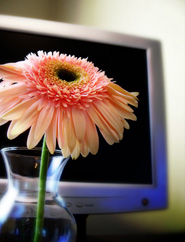 Computer screen and pink flower
